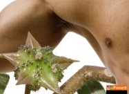  Babin Zab Tribulus Terrestris
