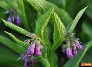  Apiherbal-natural Pharmacy