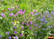  Apiherbal-natural Pharmacy