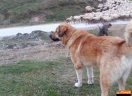 Sarplaninec Baram Kucka Za Parjne 