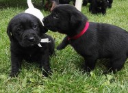 Labrador Kucenca !!!