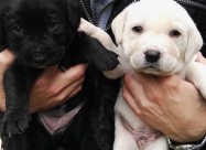 Labrador Kucenca !!!