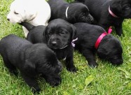 Labrador Kucenca !!!