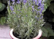 Lavanda I Ruzmarin