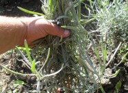 Lavanda I Ruzmarin