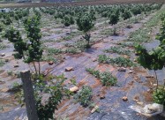 Italijanski Sadnici Na Lesnik So Dogovor Za Otkup 