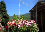 Lile Pestani Apartmani I Bungalowi