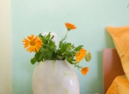 Apartmani Lile Pestani I Bungalowi