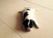 Jack Russell Terier
