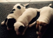 Jack Russell Terier