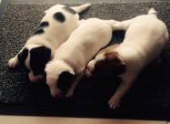 Jack Russell Terier