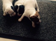 Jack Russell Terier