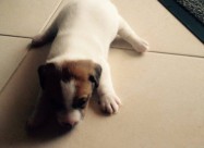 Jack Russell Terier
