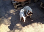 Jack Russell Terier