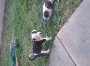 Se Prodavaat Kucenca Dogo Argentino Pitbull Mix