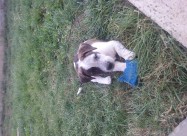 Se Prodavaat Kucenca Dogo Argentino Pitbull Mix