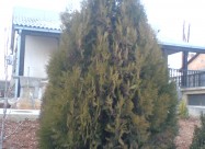 Zimzeleni Drvca