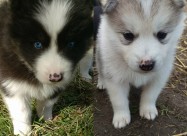 Haska - Samojed