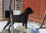 Balkan Center K-9