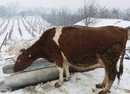 Se Prodavat 3 Kravi Na Prvo Tele Edna Junica I Edn