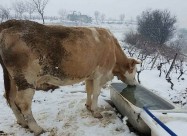 Se Prodavat 3 Kravi Na Prvo Tele Edna Junica I Edn
