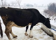 Se Prodavat 3 Kravi Na Prvo Tele Edna Junica I Edn