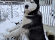 Se Bara Haski Zenka Za Parenje 