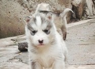 Mali Haski