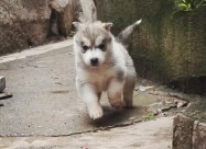 Mali Haski