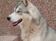 Mali Haski