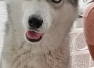 Sibirska Haska