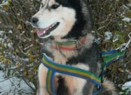 Sibirska Haska