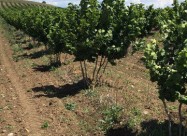 Italijanski Sadnici Na Lesnik So Dogovor Za Otkup 