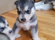 Продажба на хаски