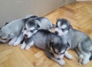Продажба на хаски