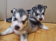 Продажба на хаски