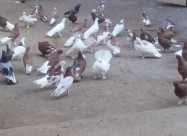 Golubi 
