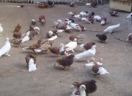 Golubi 