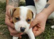 Na Prodazba Mali Kucenca Od Rasata American Pitbul