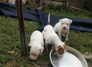 Na Prodazba Mali Kucenca Od Rasata American Pitbul