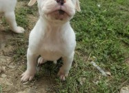 Na Prodazba Mali Kucenca Od Rasata American Pitbul