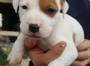 Na Prodazba Mali Kucenca Od Rasata American Pitbul
