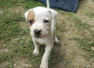 Na Prodazba Mali Kucenca Od Rasata American Pitbul