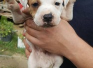 Na Prodazba Mali Kucenca Od Rasata American Pitbul