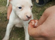 Na Prodazba Mali Kucenca Od Rasata American Pitbul