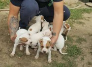 Na Prodazba Mali Kucenca Od Rasata American Pitbul