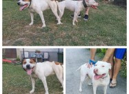 Na Prodazba Mali Kucenca Od Rasata American Pitbul
