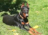 Doberman