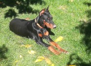 Doberman