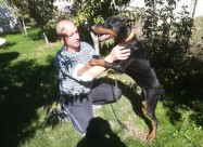 Doberman
